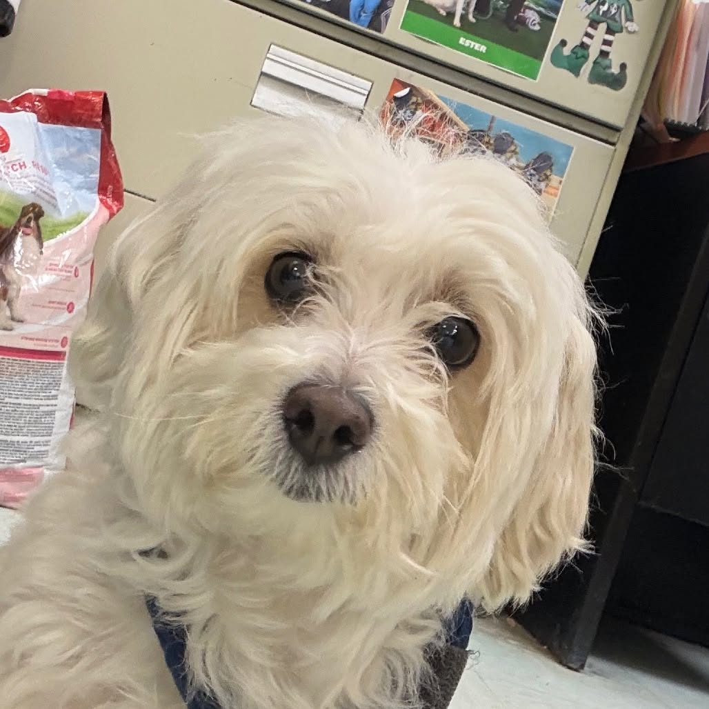 Found dog