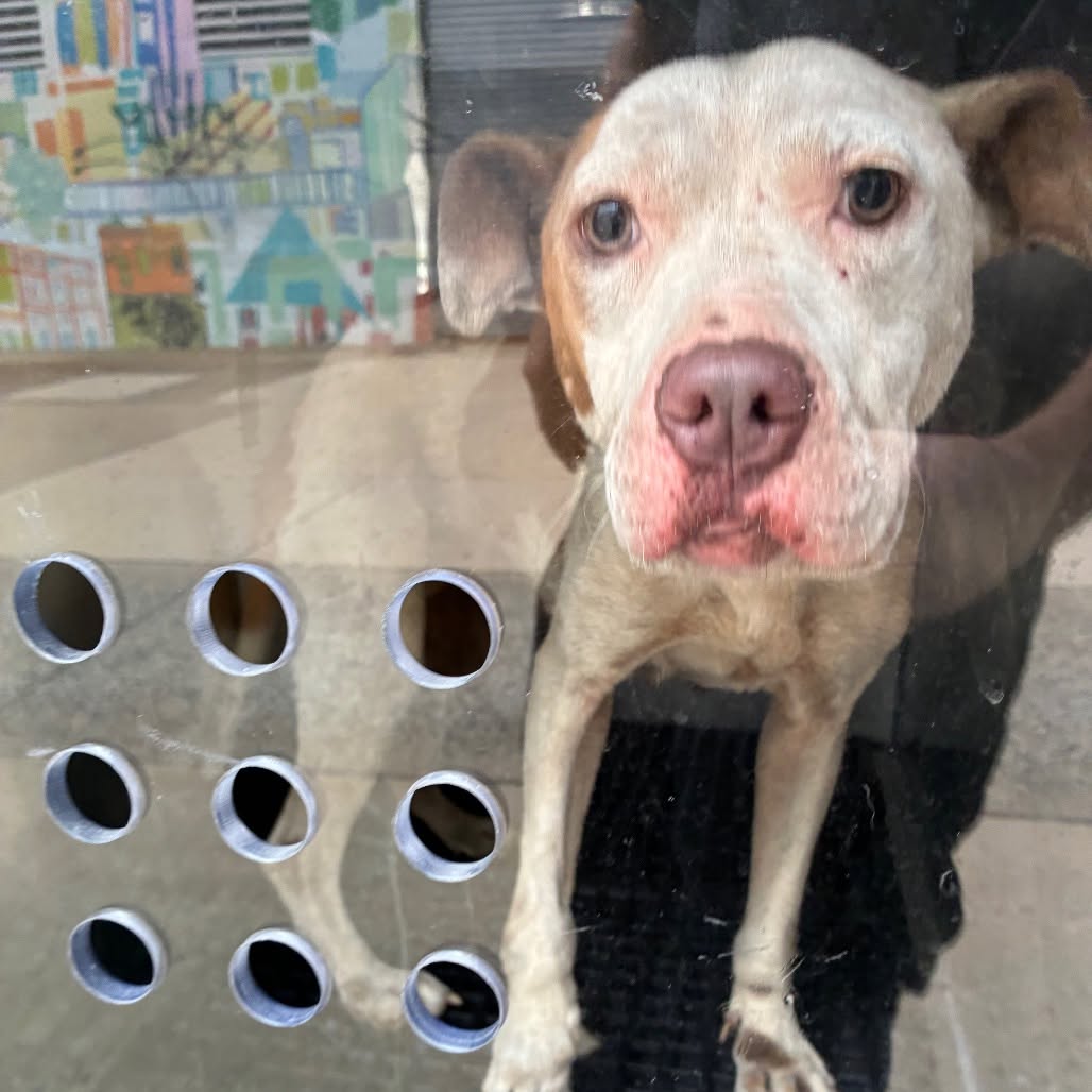 Found dog