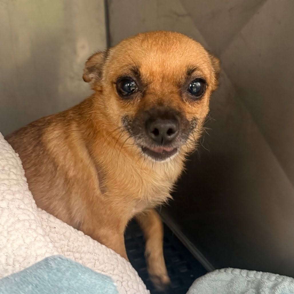 Found dog