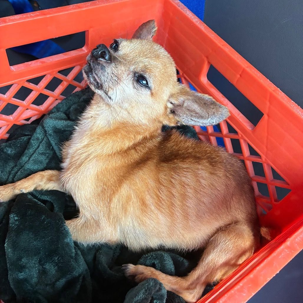 Found dog