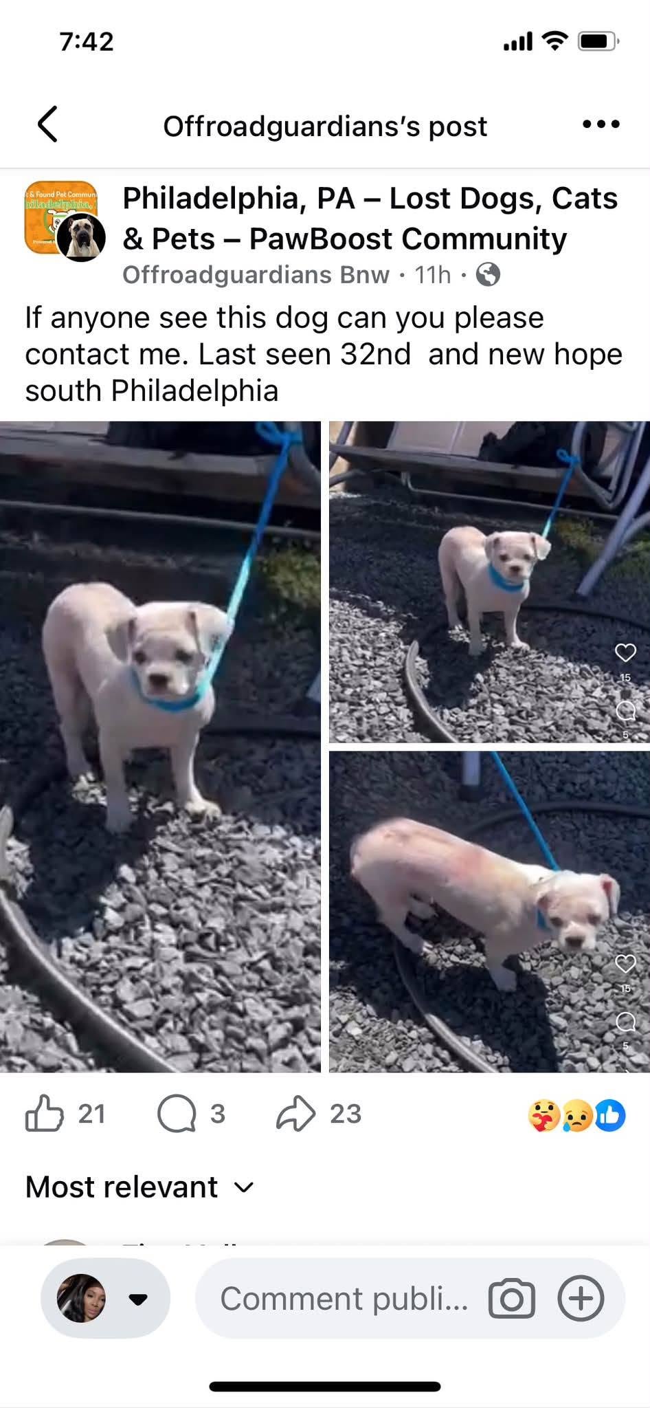 Lost Dog in South Philadelphia