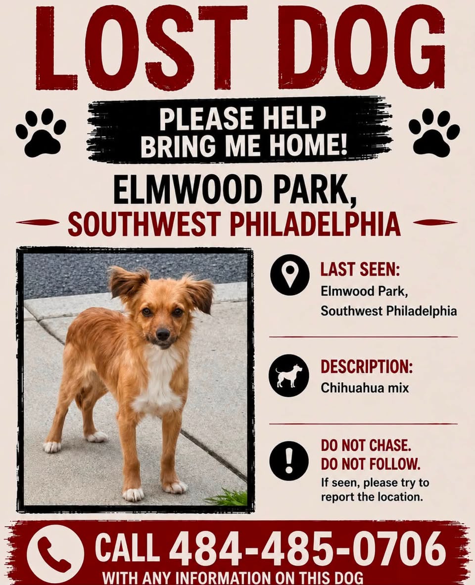 Lost dog