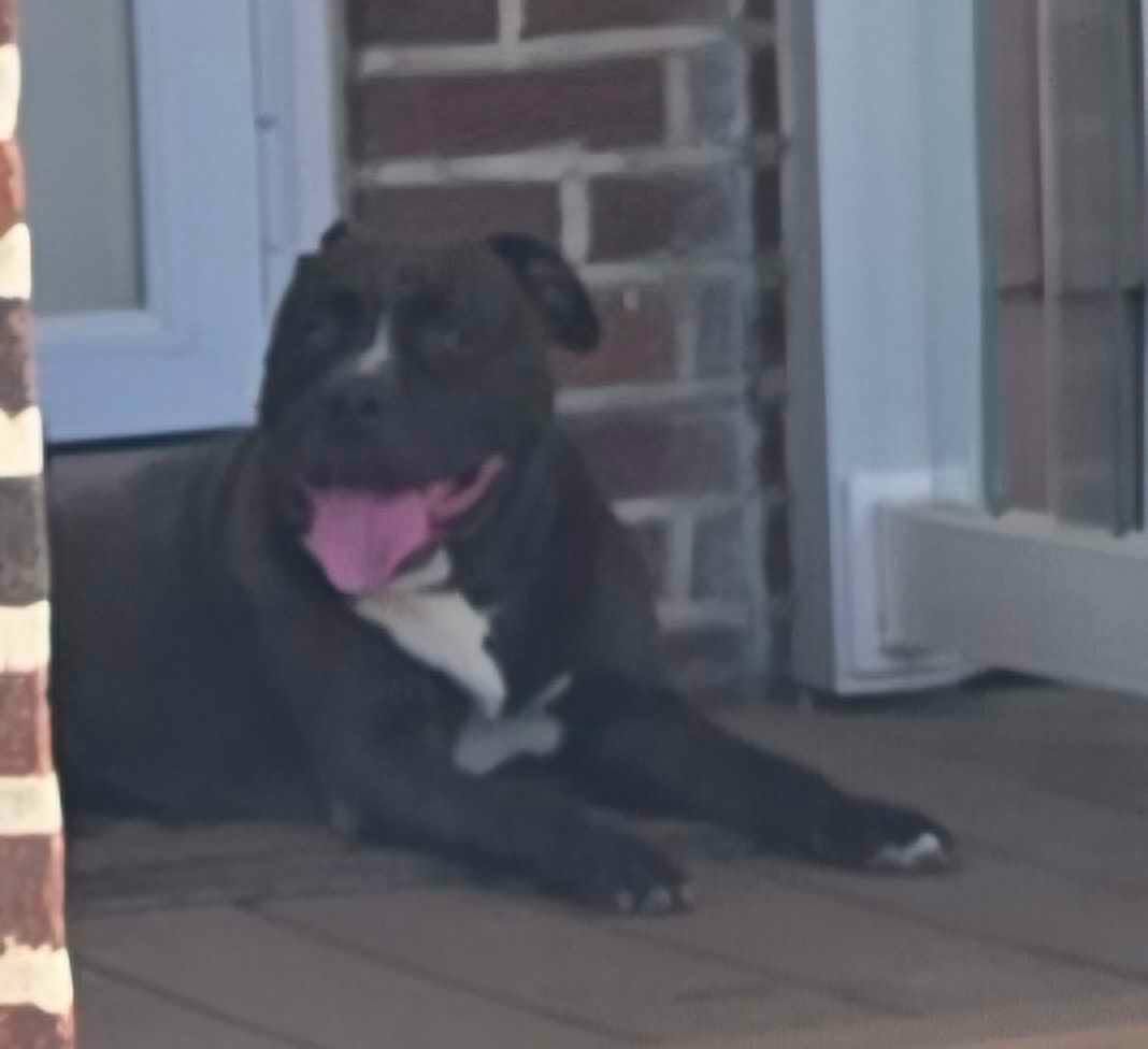 Found Dog in Chester