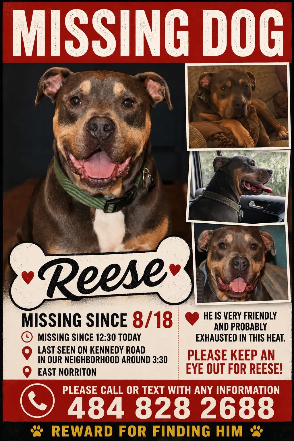 Lost Dog in East Norriton