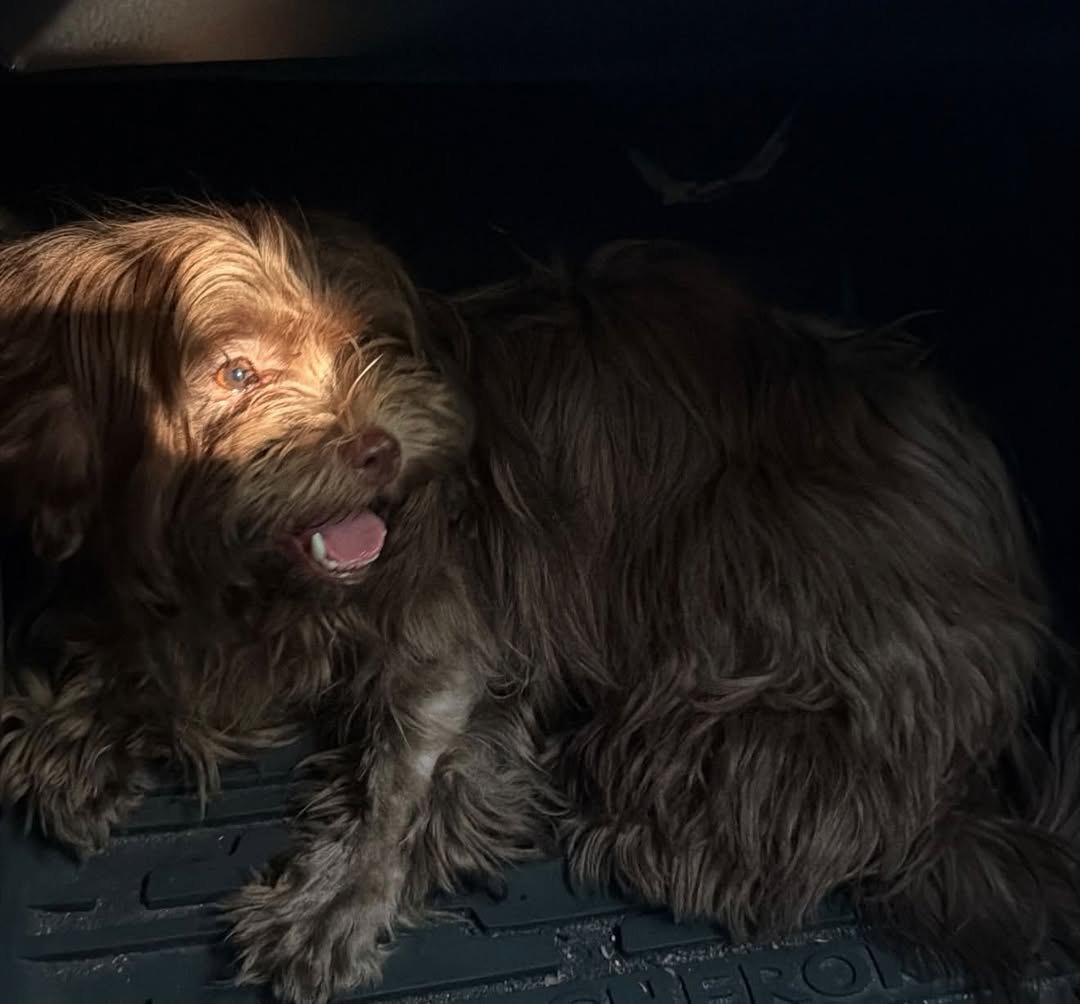 Found dog