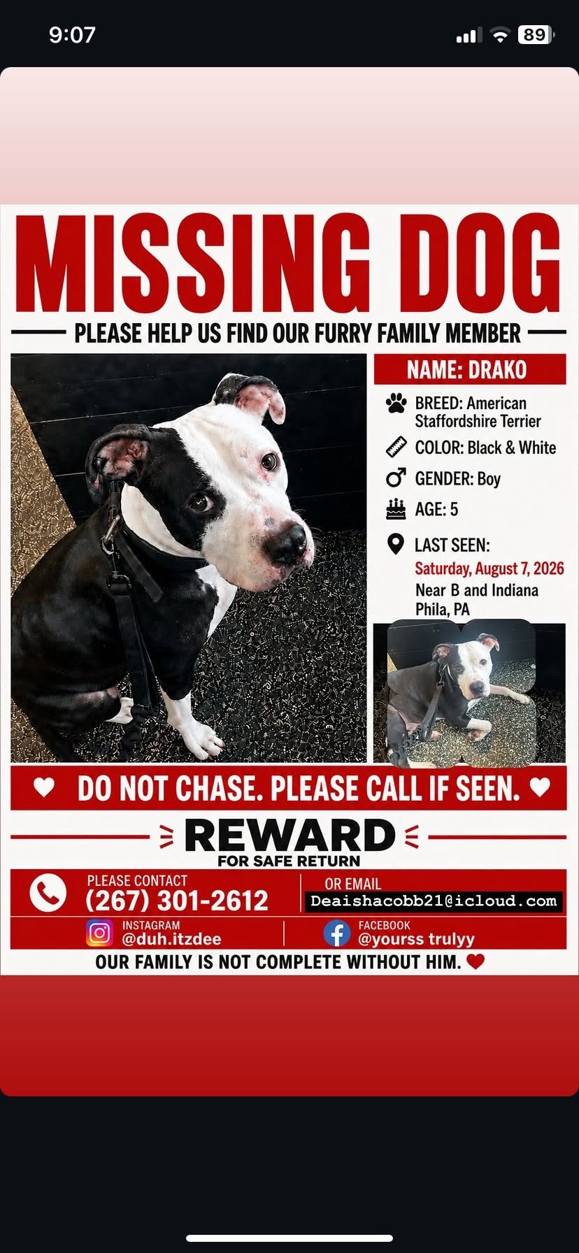 Lost dog