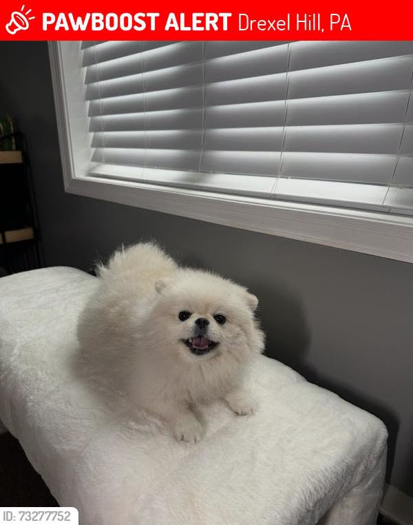 Lost Dog in Drexel Hill
