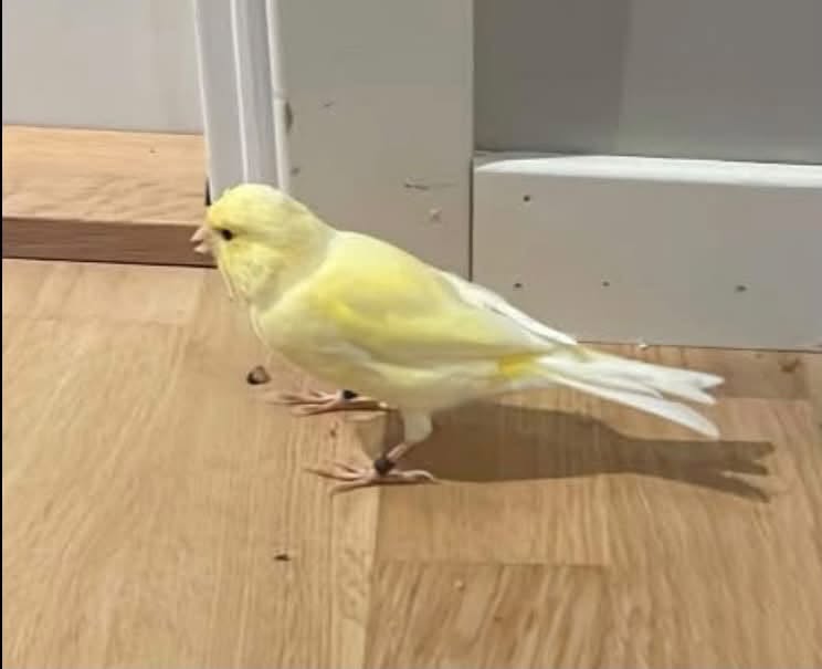 Found bird