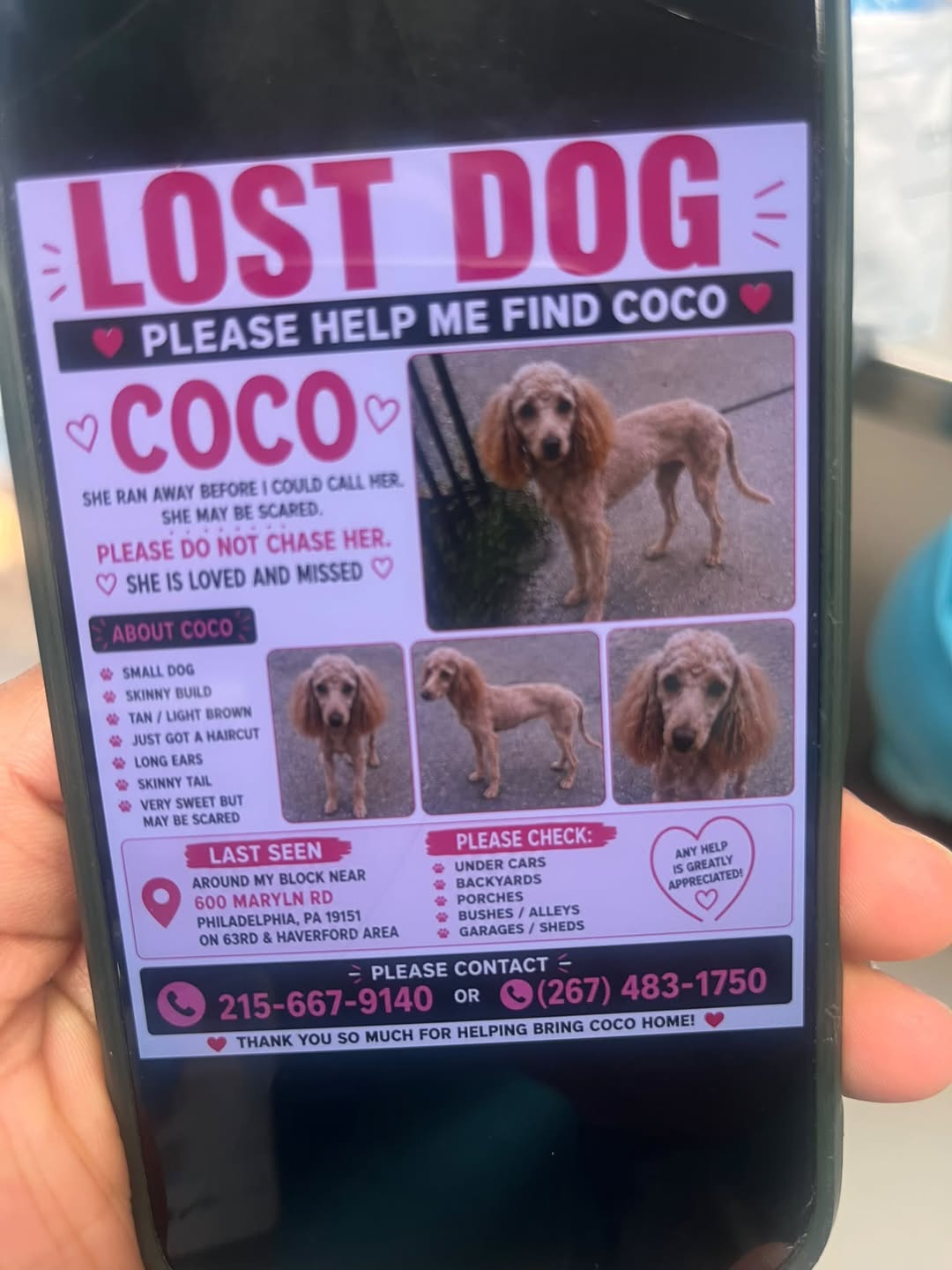Lost dog