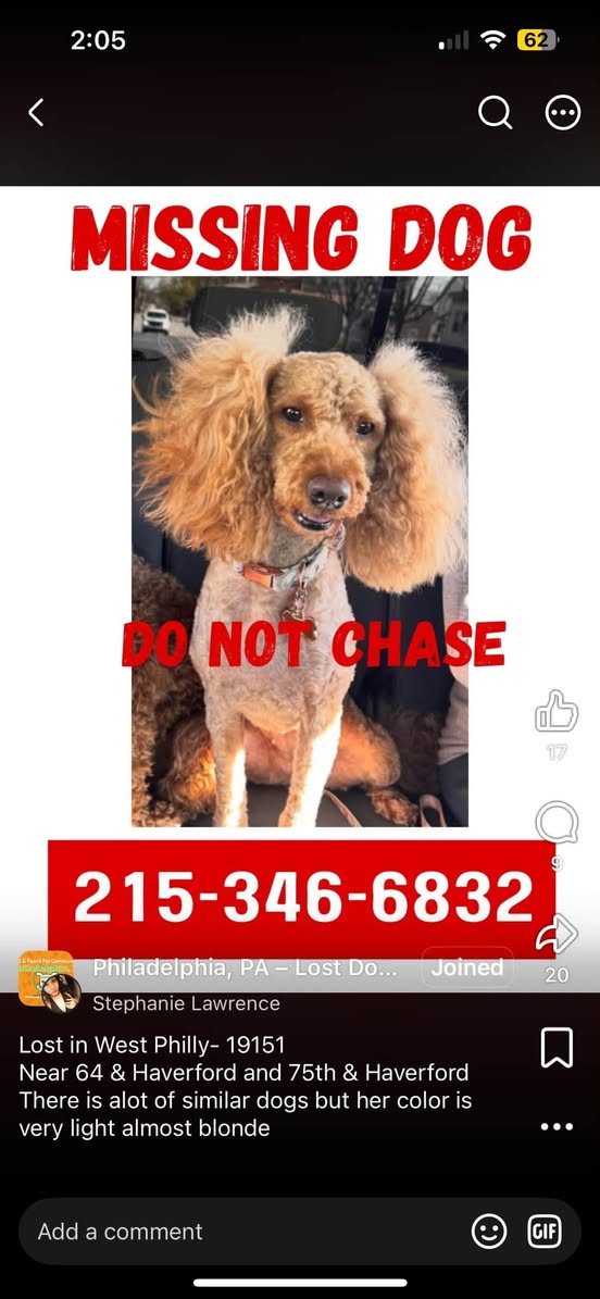 Lost Dog in West Philadelphia