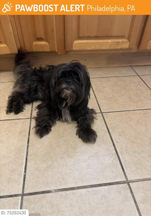 Lost dog