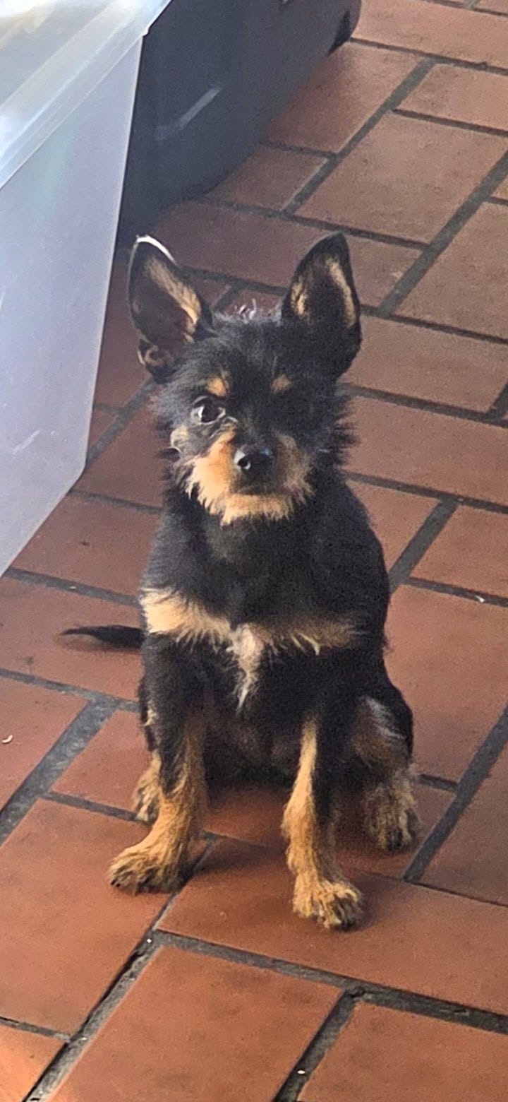 Lost Dog in Philadelphia