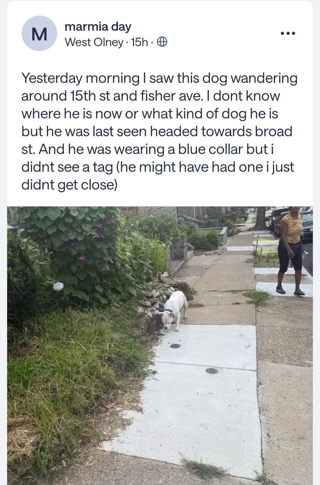 Found dog