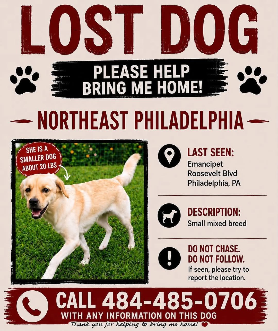 Lost dog