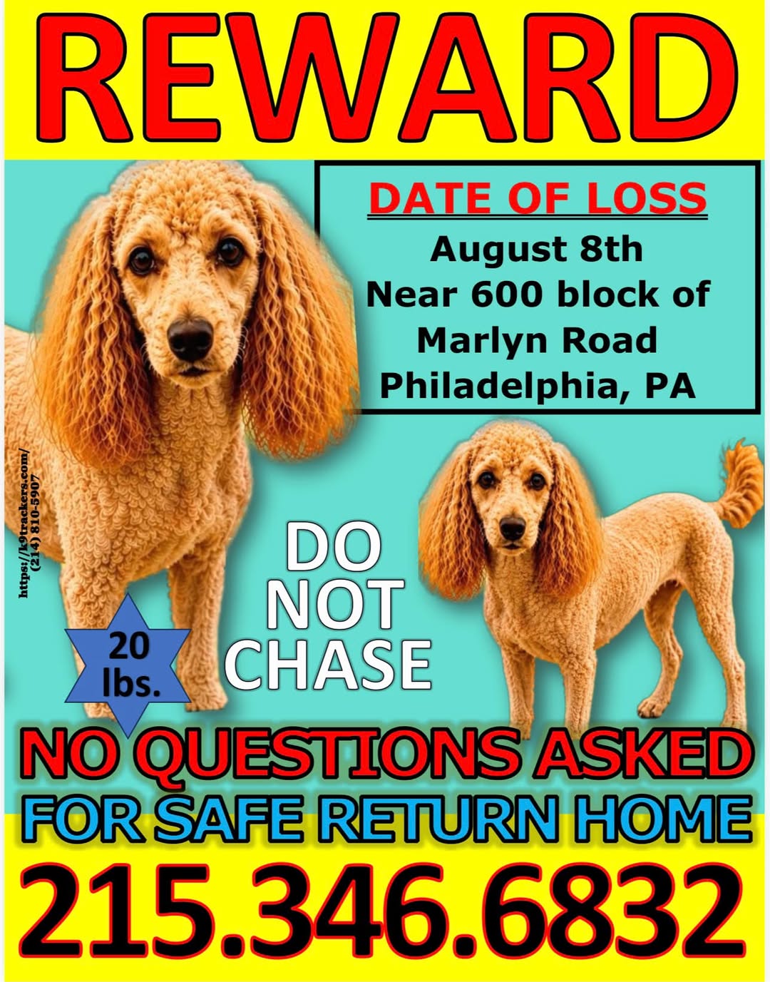 Lost dog