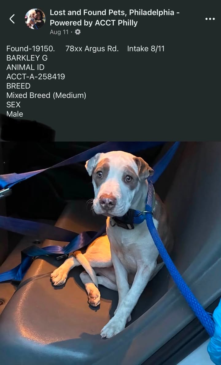 Lost Dog in Philadelphia