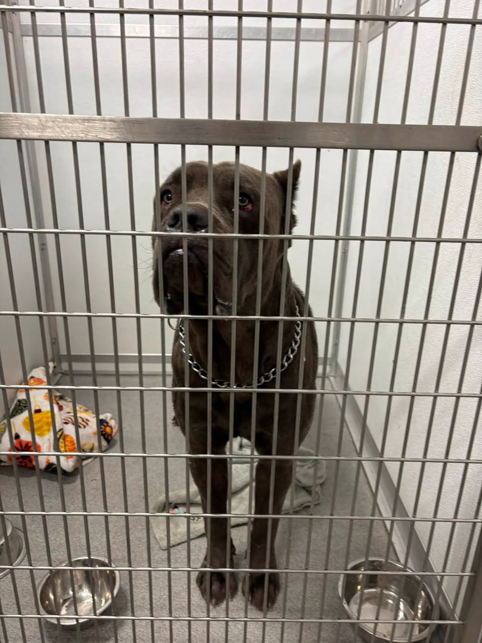 Found dog