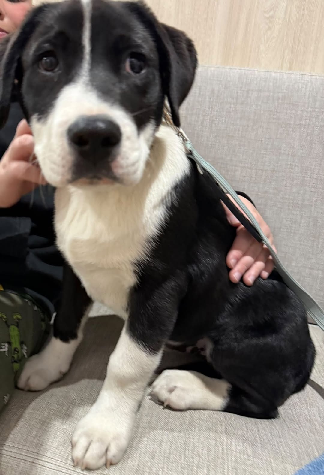 Found dog