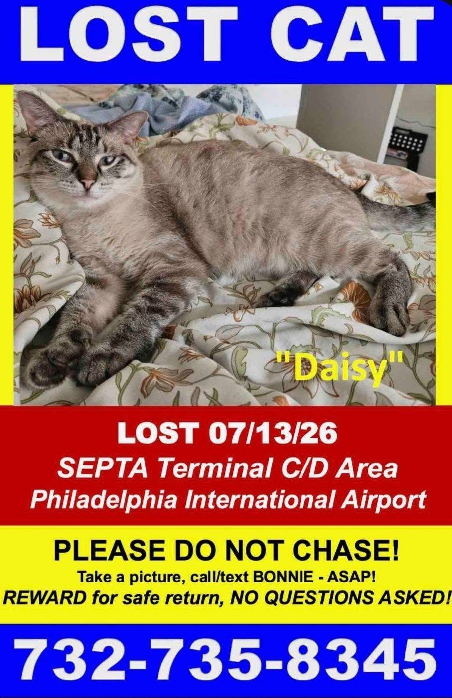 Lost Cat in Philadelphia