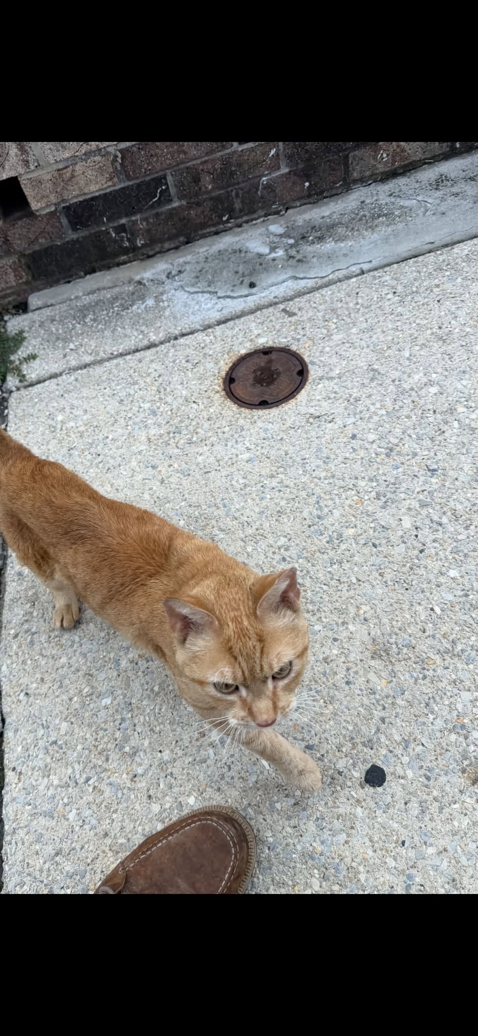 Found cat