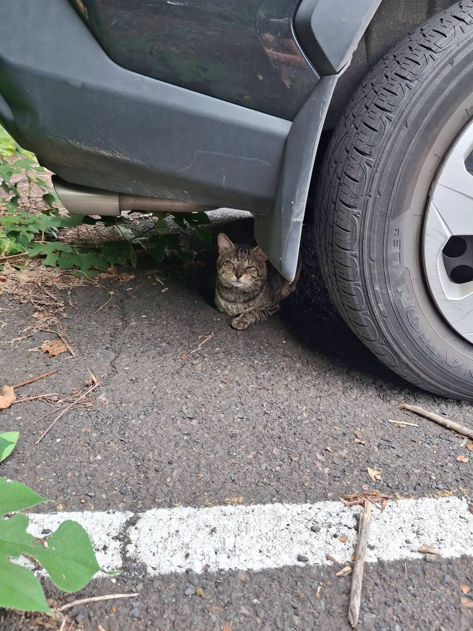 Found Cat in Juniata Park / Frankford