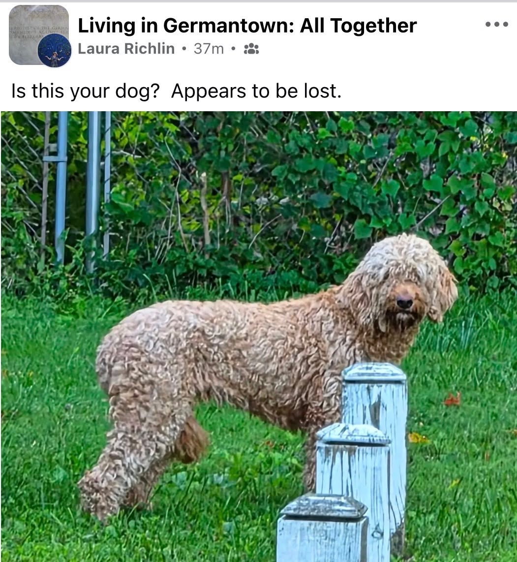 Found dog