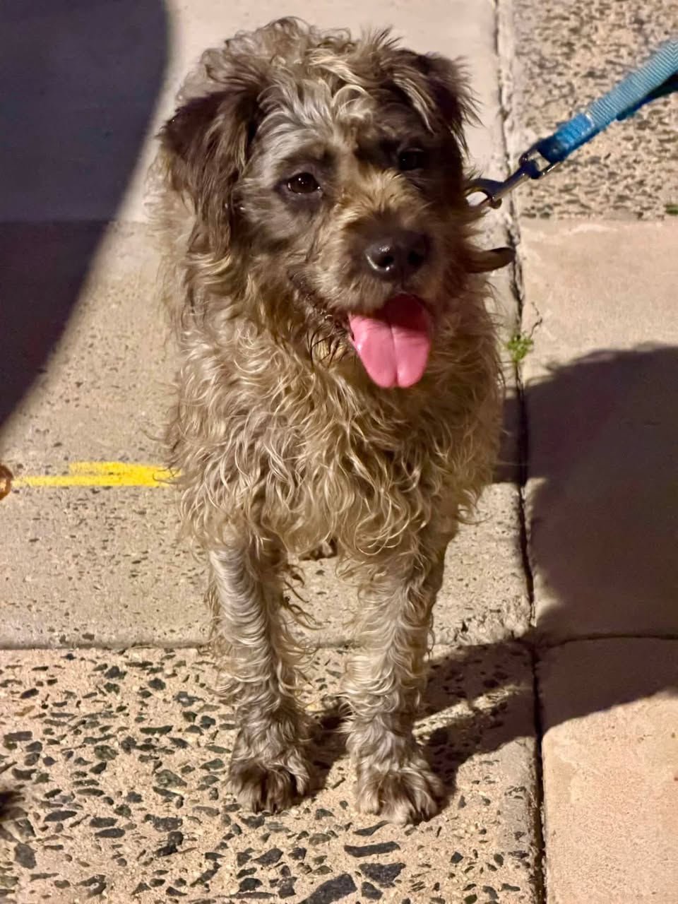 Found dog