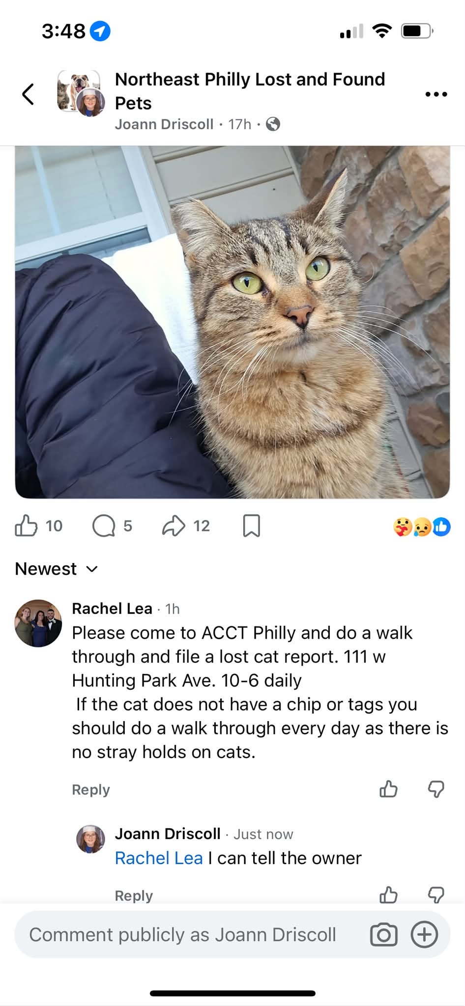 Lost Cat in Philadelphia