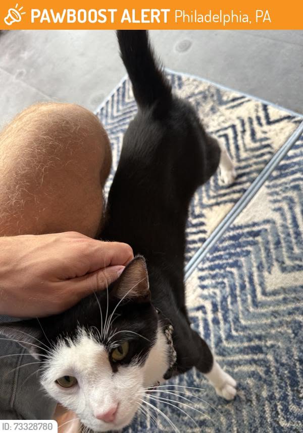 Found cat