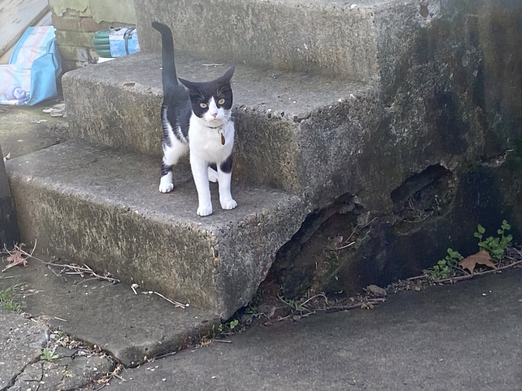 Lost cat