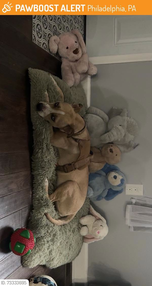 Found dog