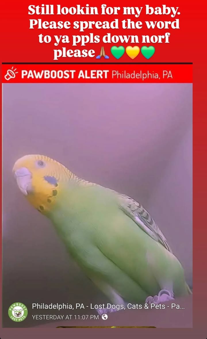 Lost budgie