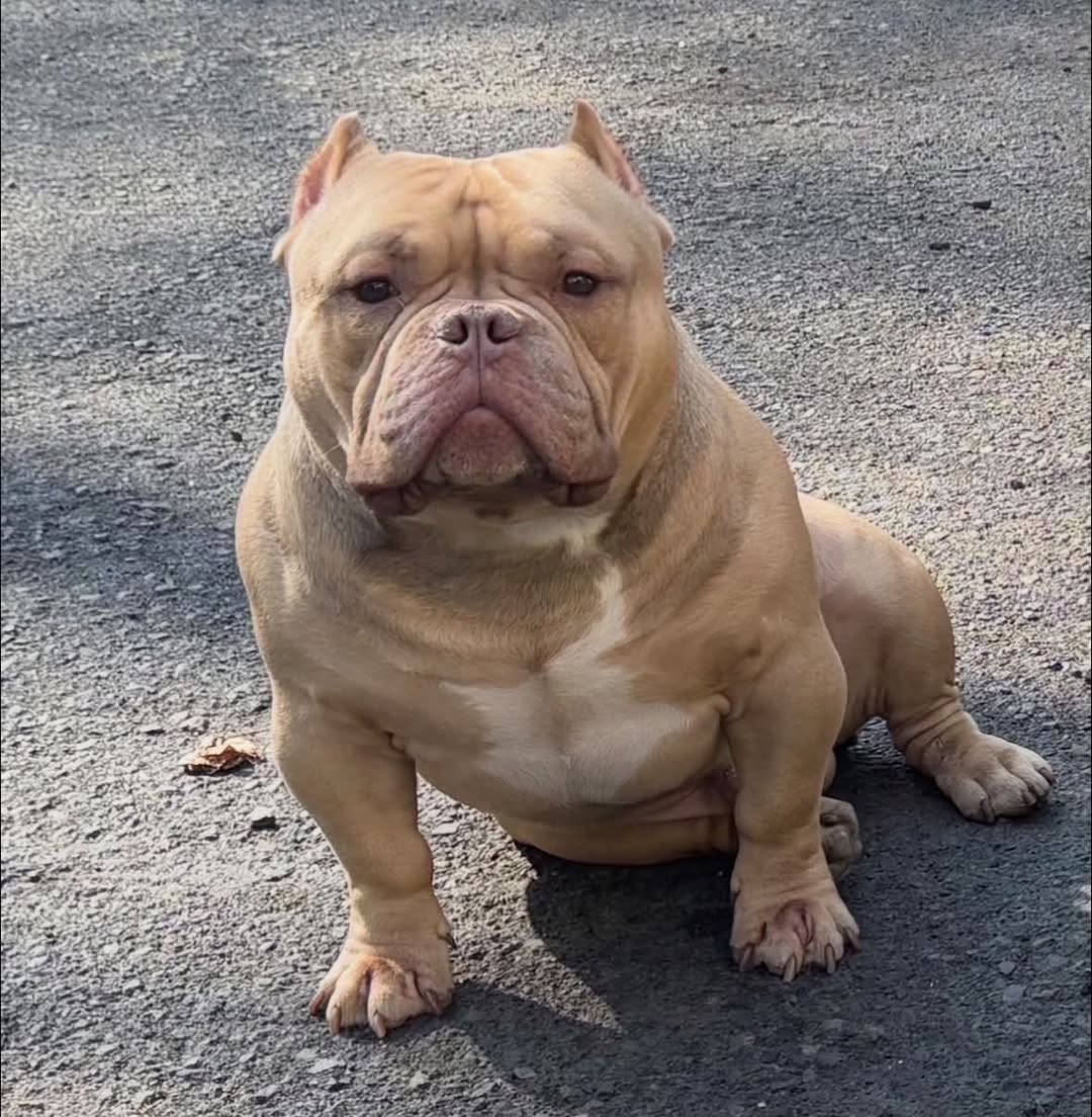 Lost dog