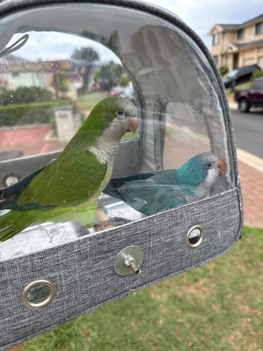 Lost Bird in New South Wales