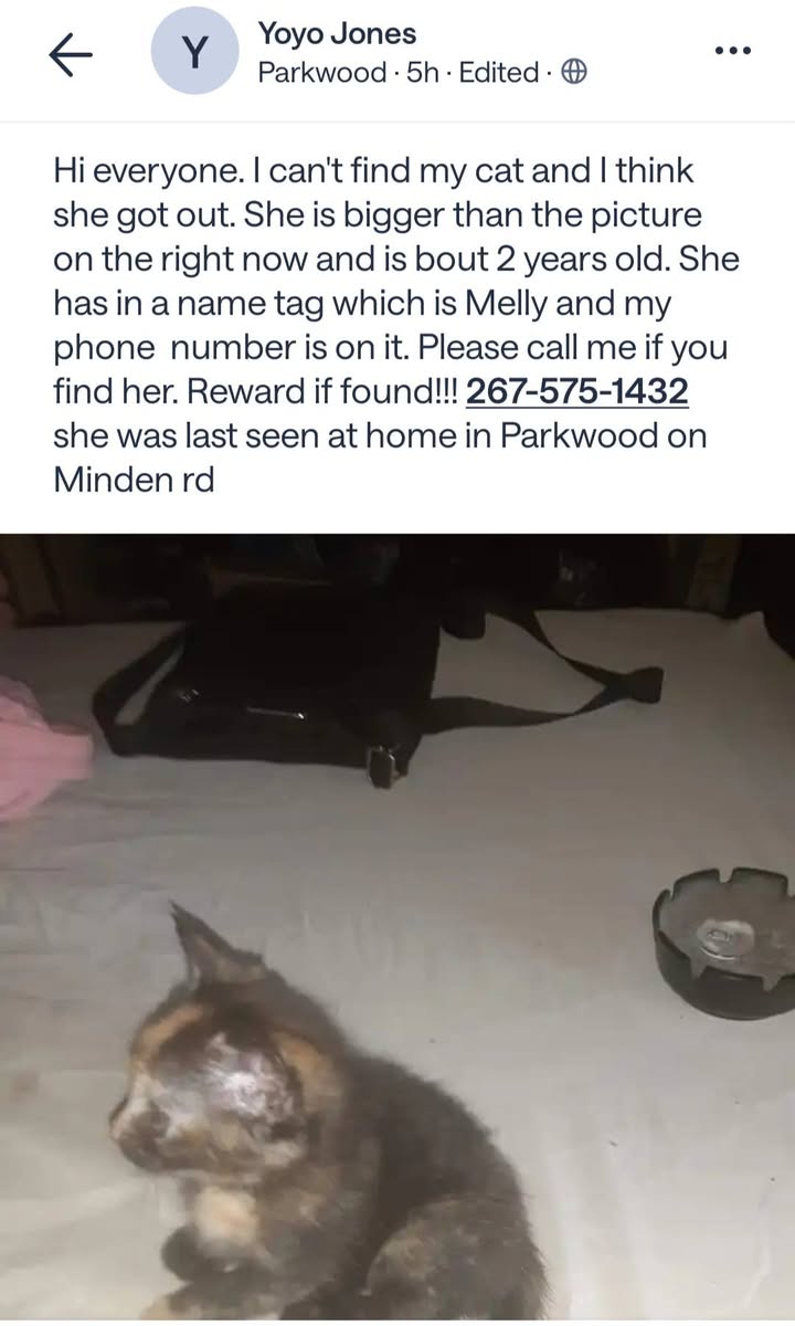 Lost cat