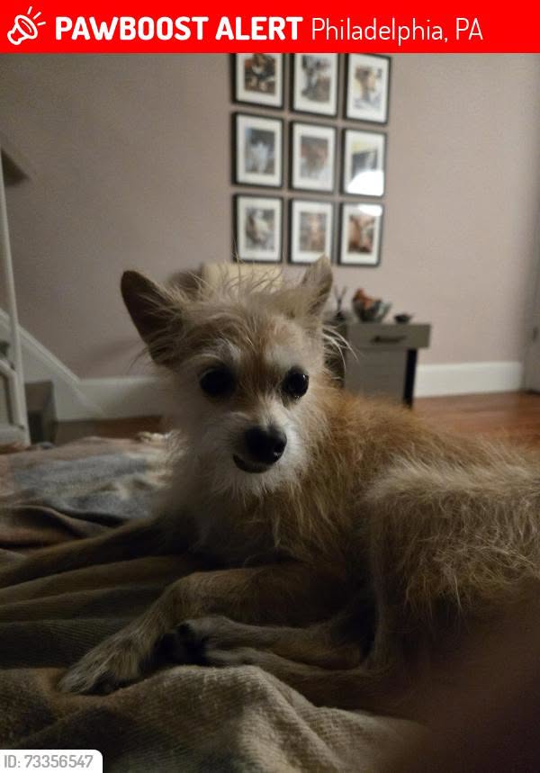 Lost Dog in Philadelphia