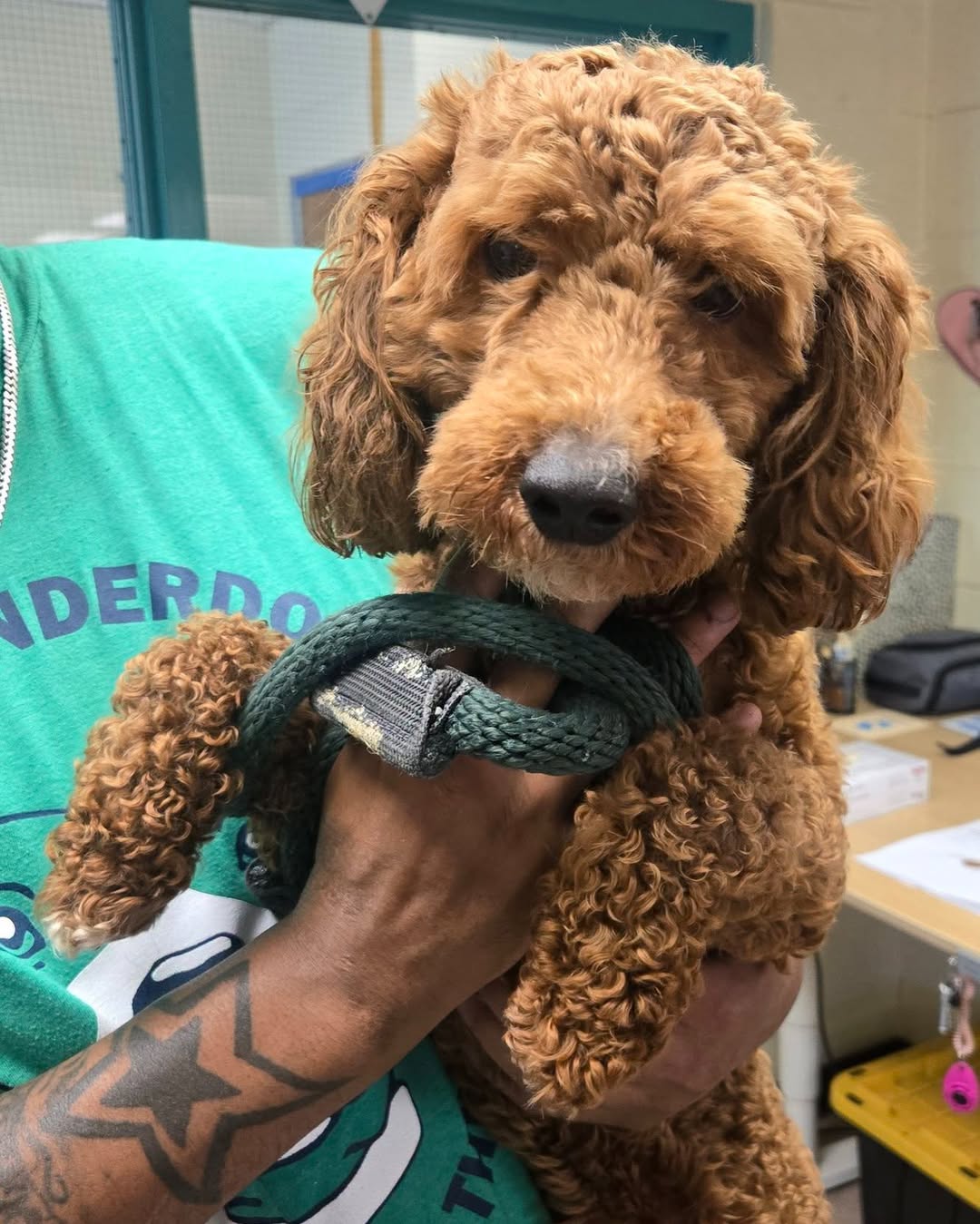 Found dog