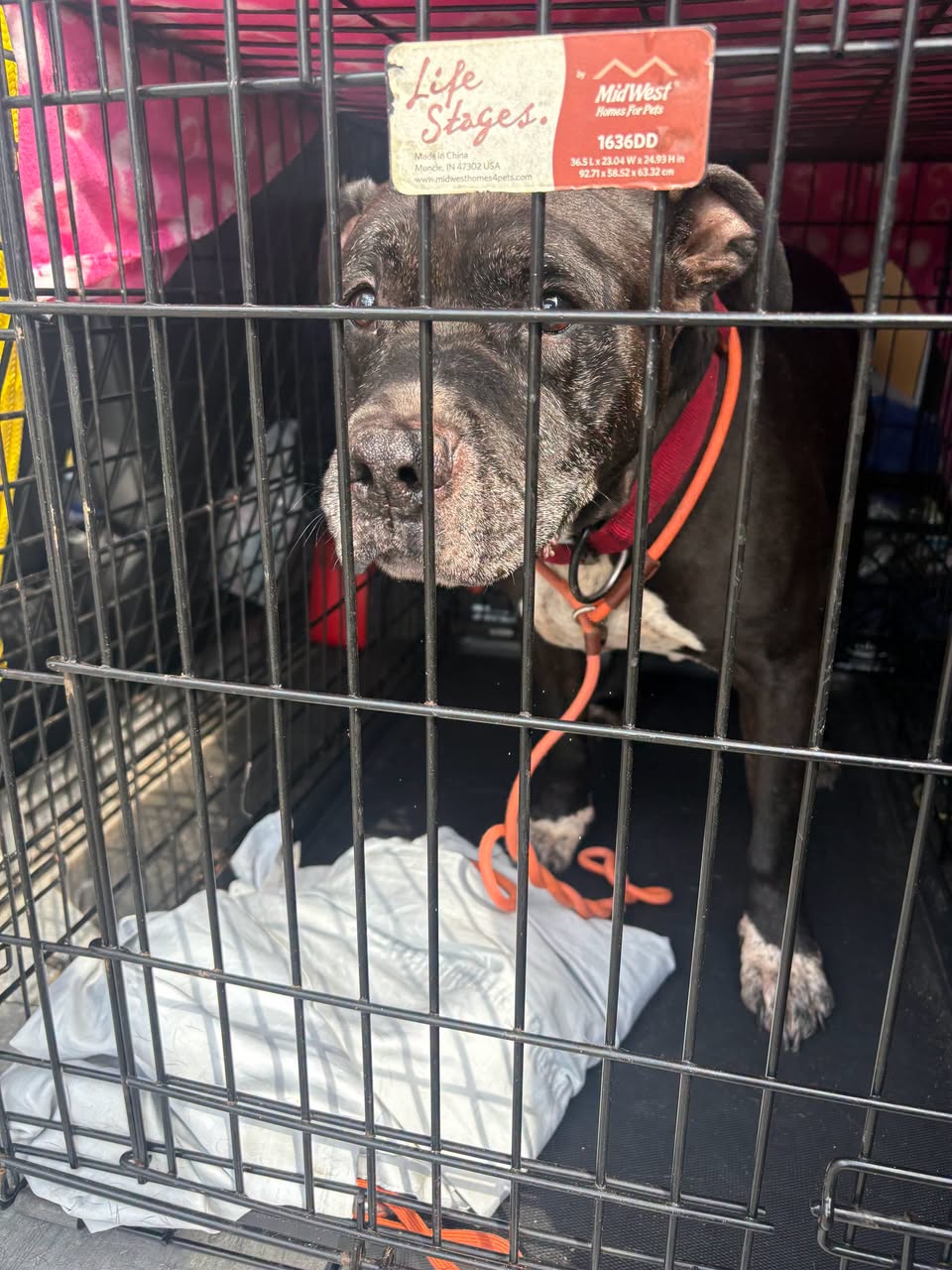 Found dog