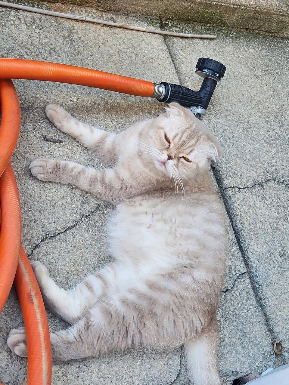 Found cat