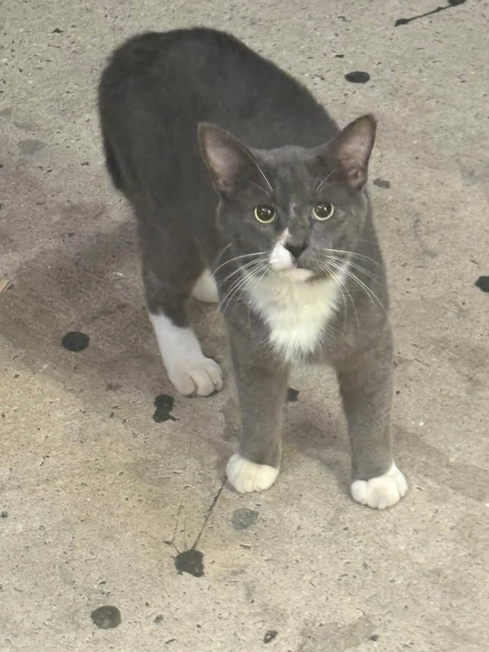 Found cat