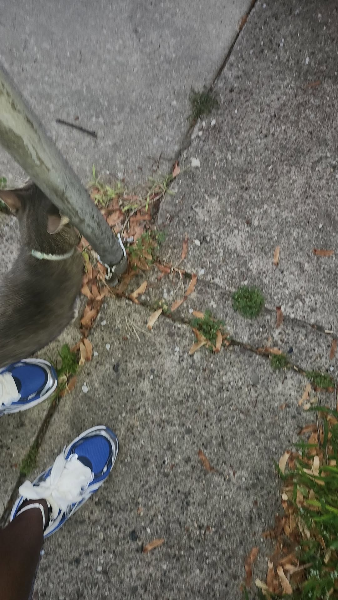 Found cat