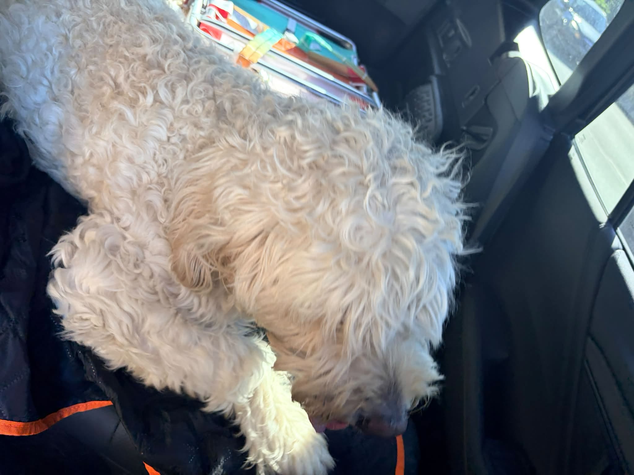 Found dog