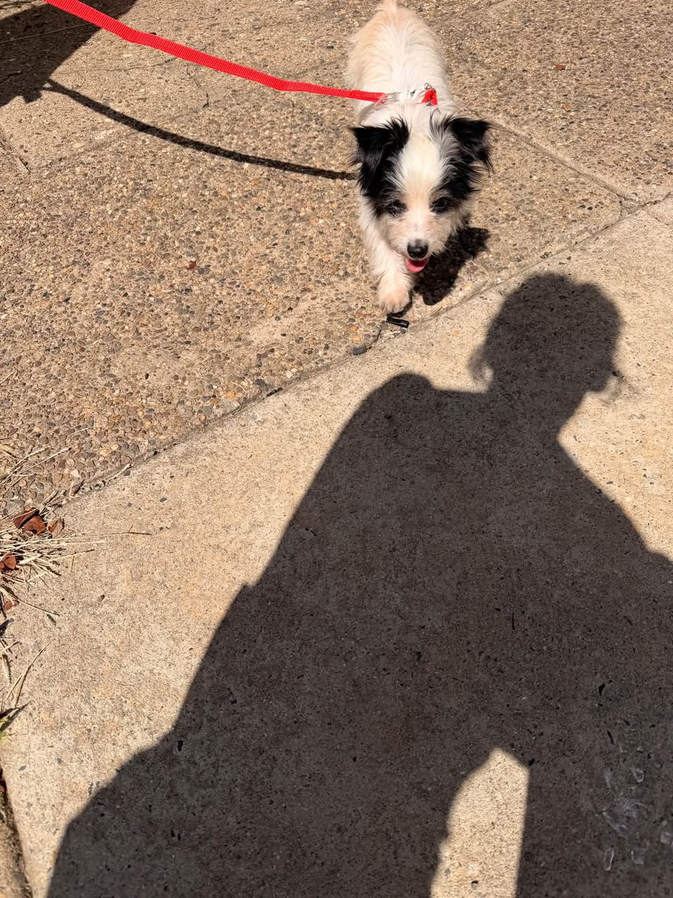 Found dog