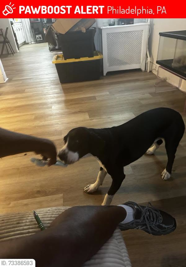 Lost dog