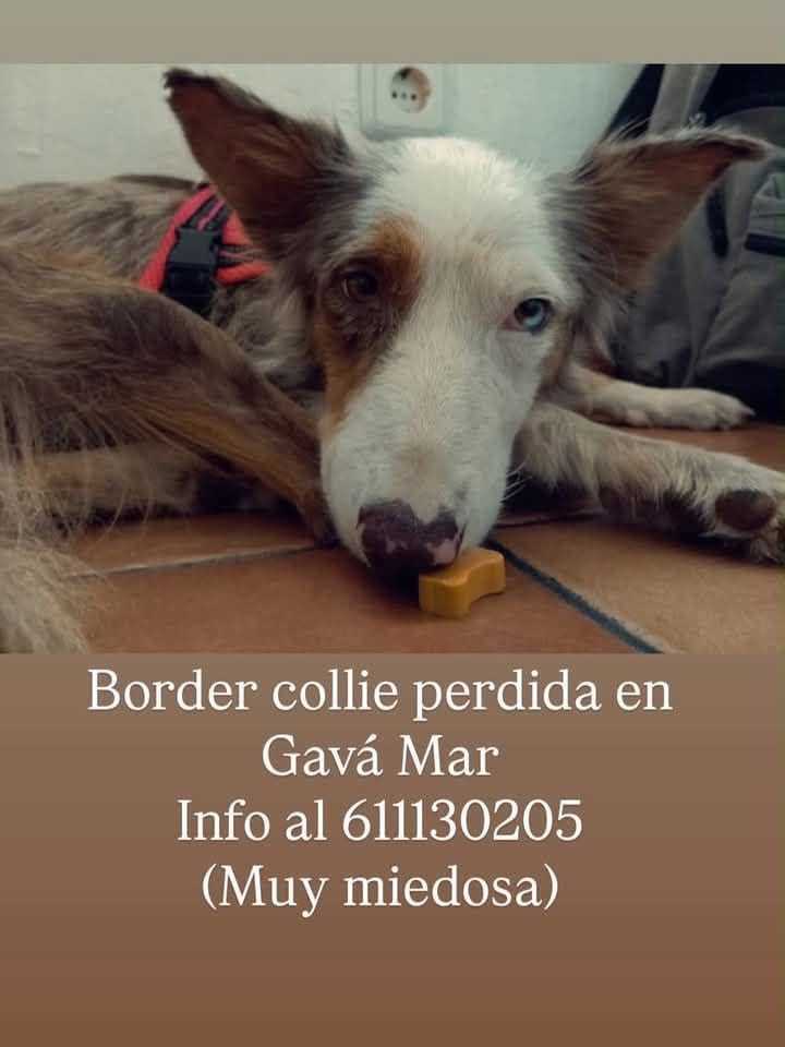 Lost Dog in Gavà
