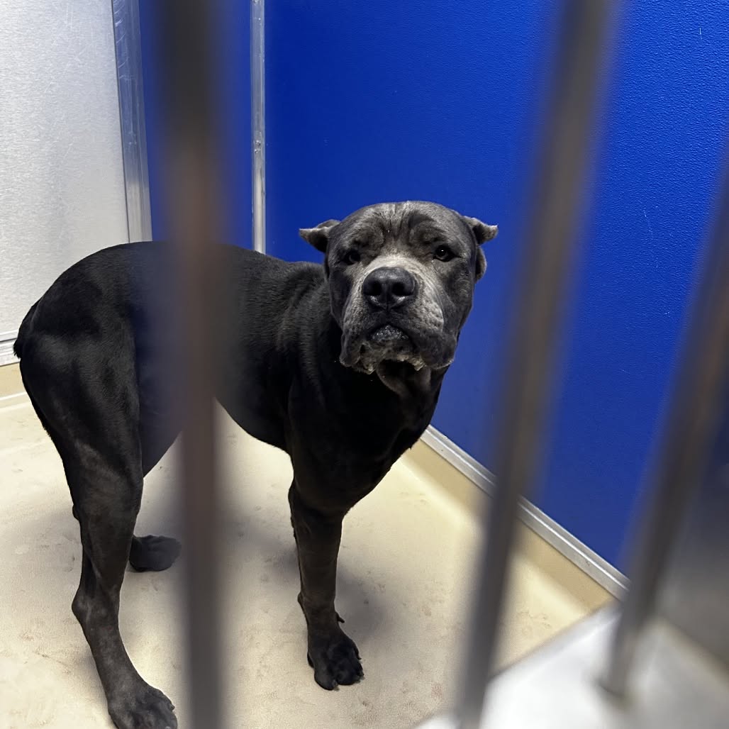 Found dog