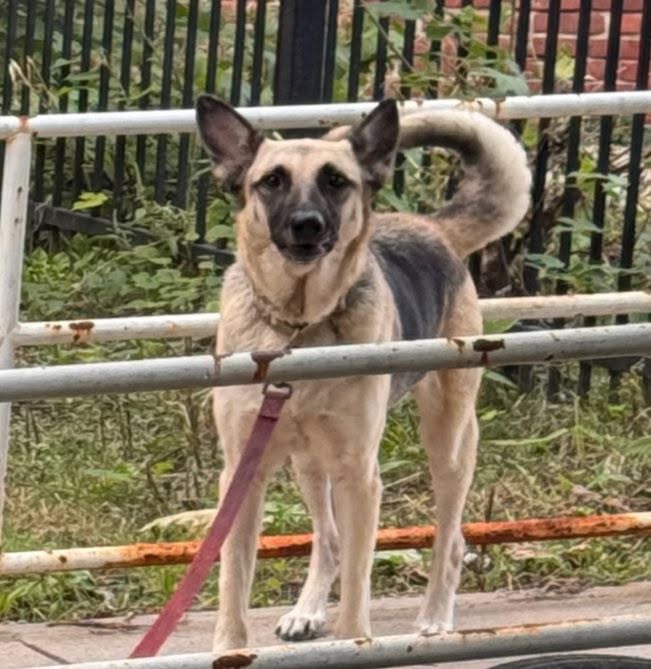 Found dog