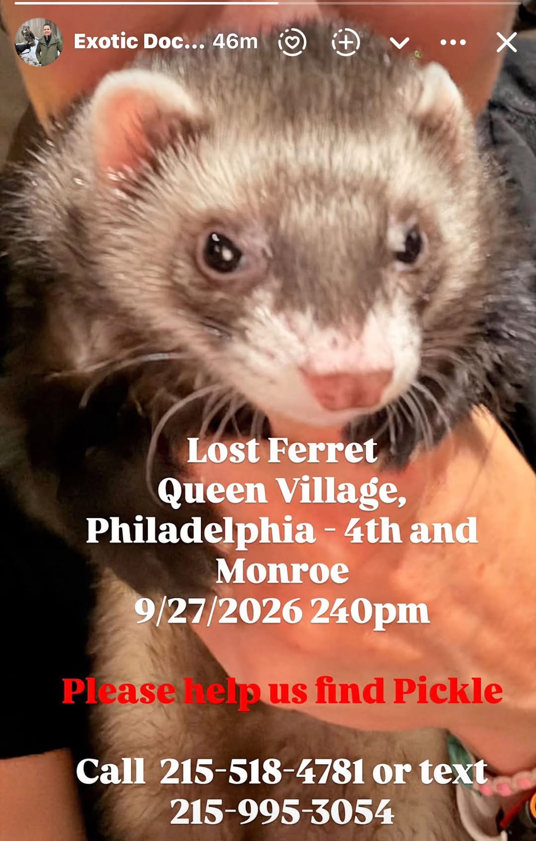 Lost Ferret in Queen Village
