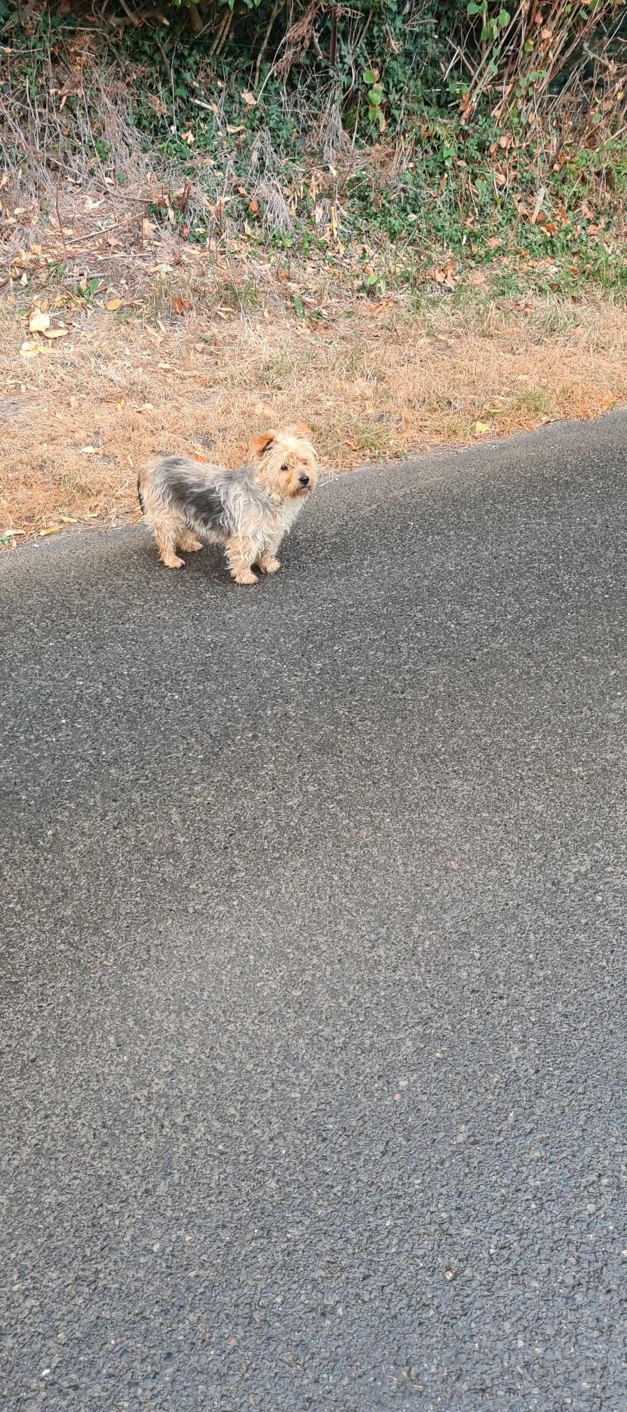 Found dog