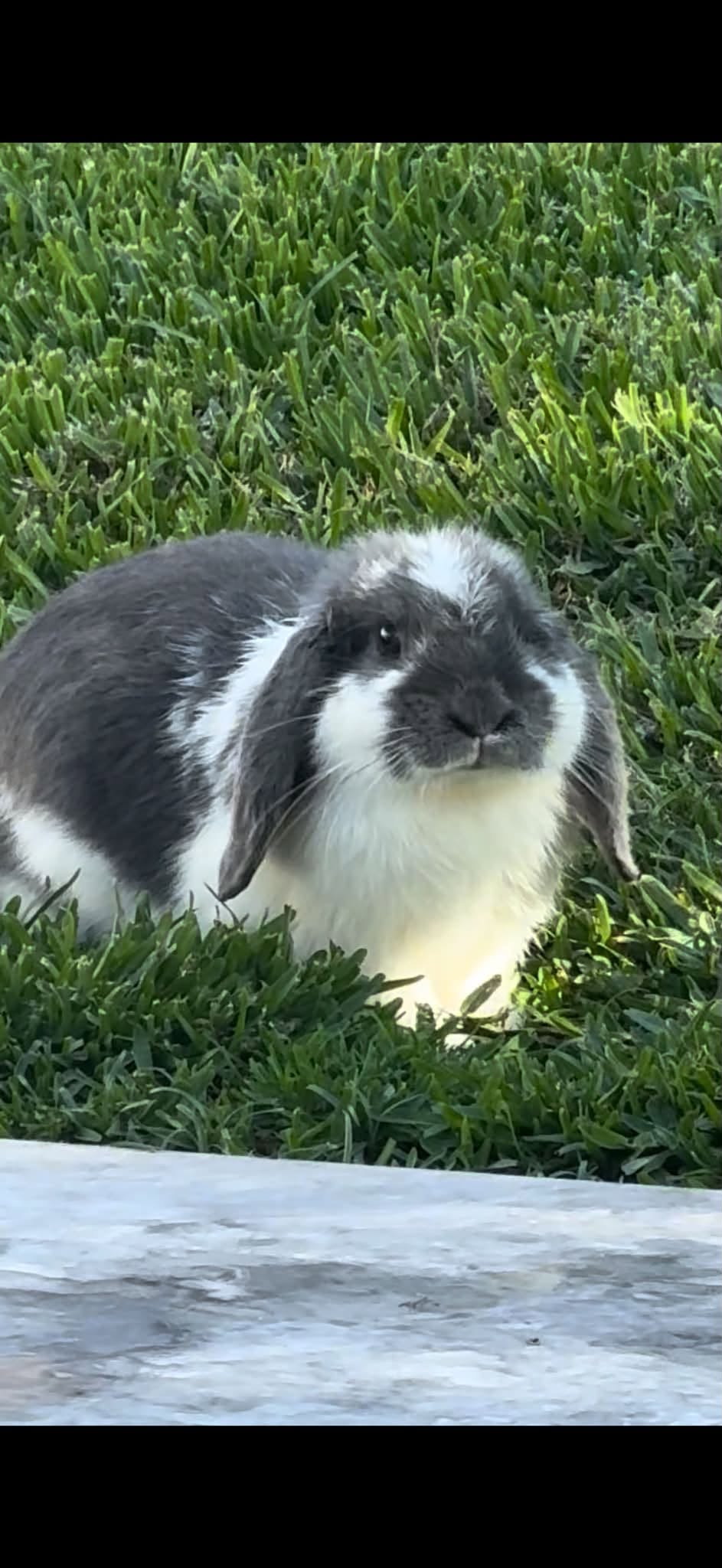 Lost Rabbit in New South Wales